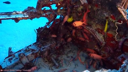 Diver Captures What No One Was Supposed to See