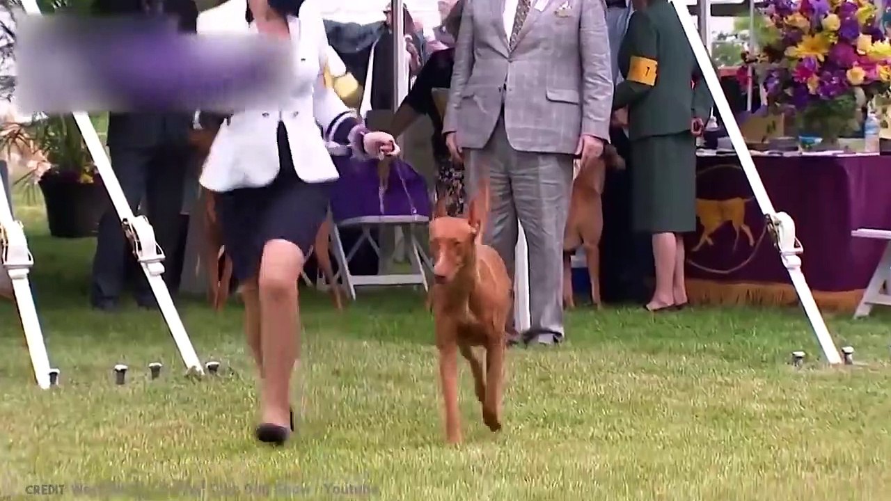 This Is Why This Dog Cost 2 Million Dollars