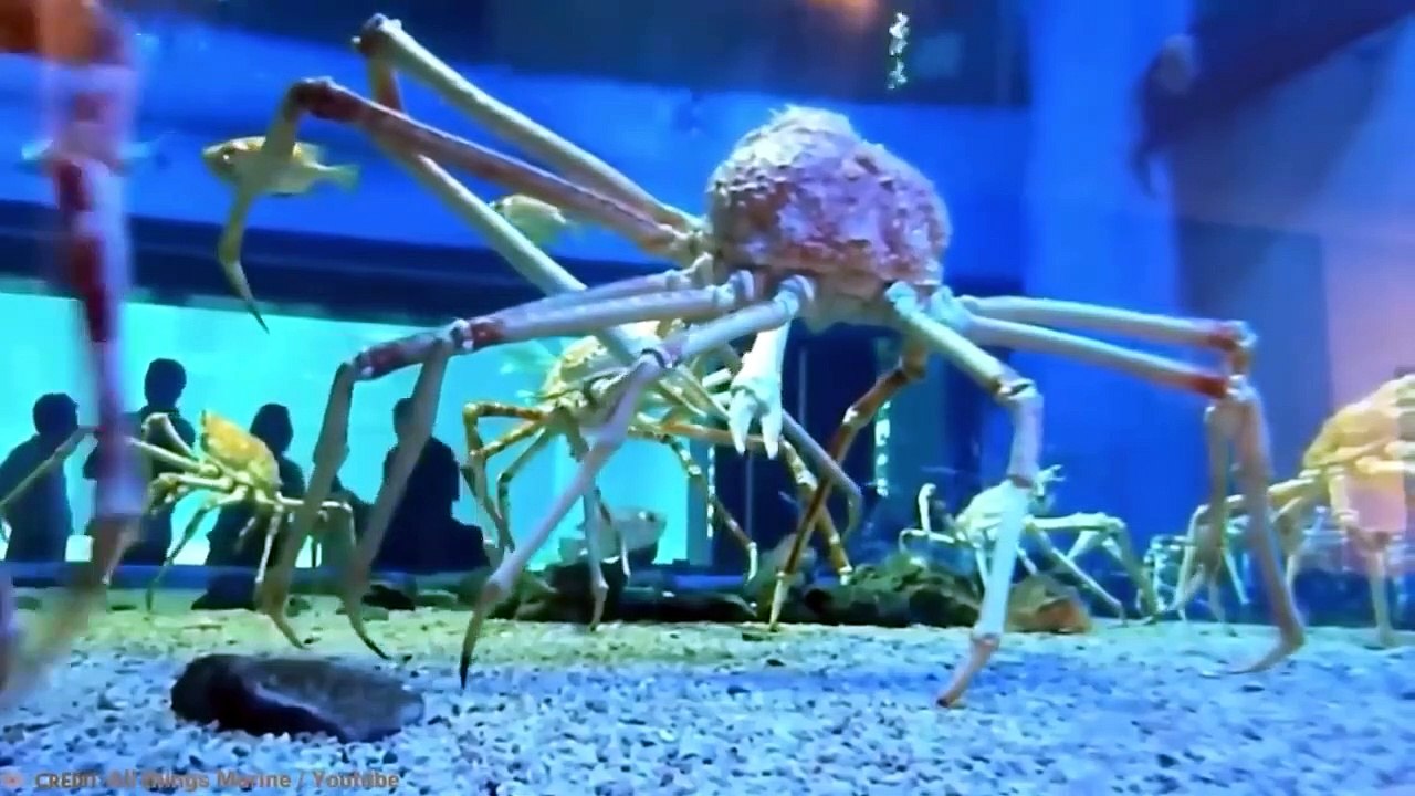 20 Abnormally Large Animals That Actually Exist