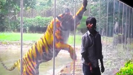 When Dangerous Animals Don't Know What Glass Is