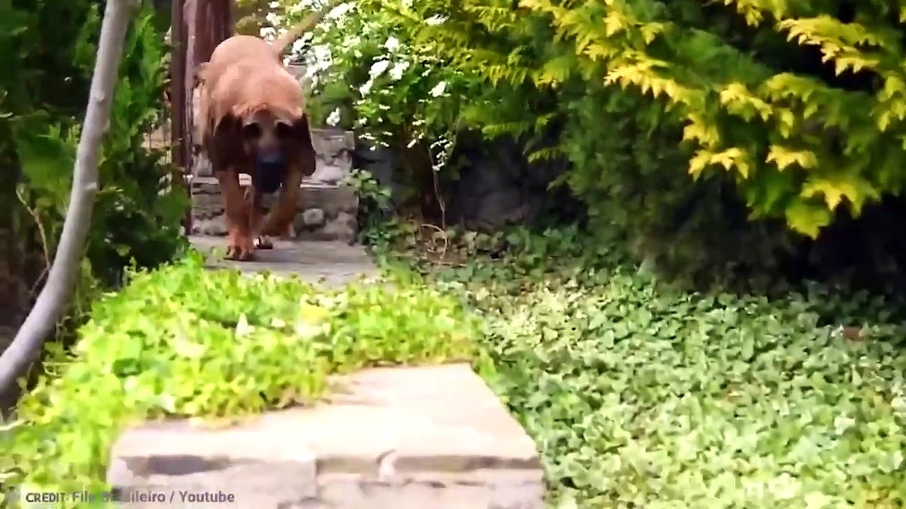 This Is Why This Dog Is Illegal In Most Countries