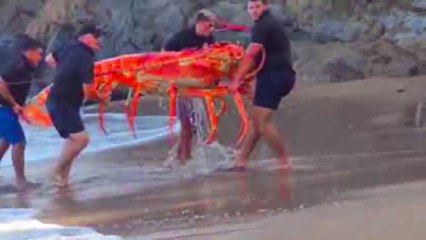 20 Strangest Creatures Recently Discovered