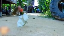 20 Times Monkeys Messed With The Wrong Opponent