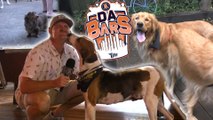 Introducing The Ultimate Dog Lover's Dream Bar