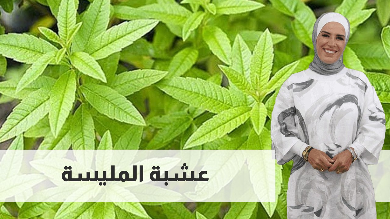 عشبة المليسة