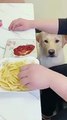 Patates kızartmasını ketçapsız yemeyen köpek