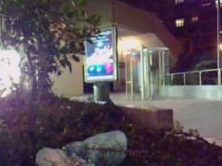 Chaton roller street n°3