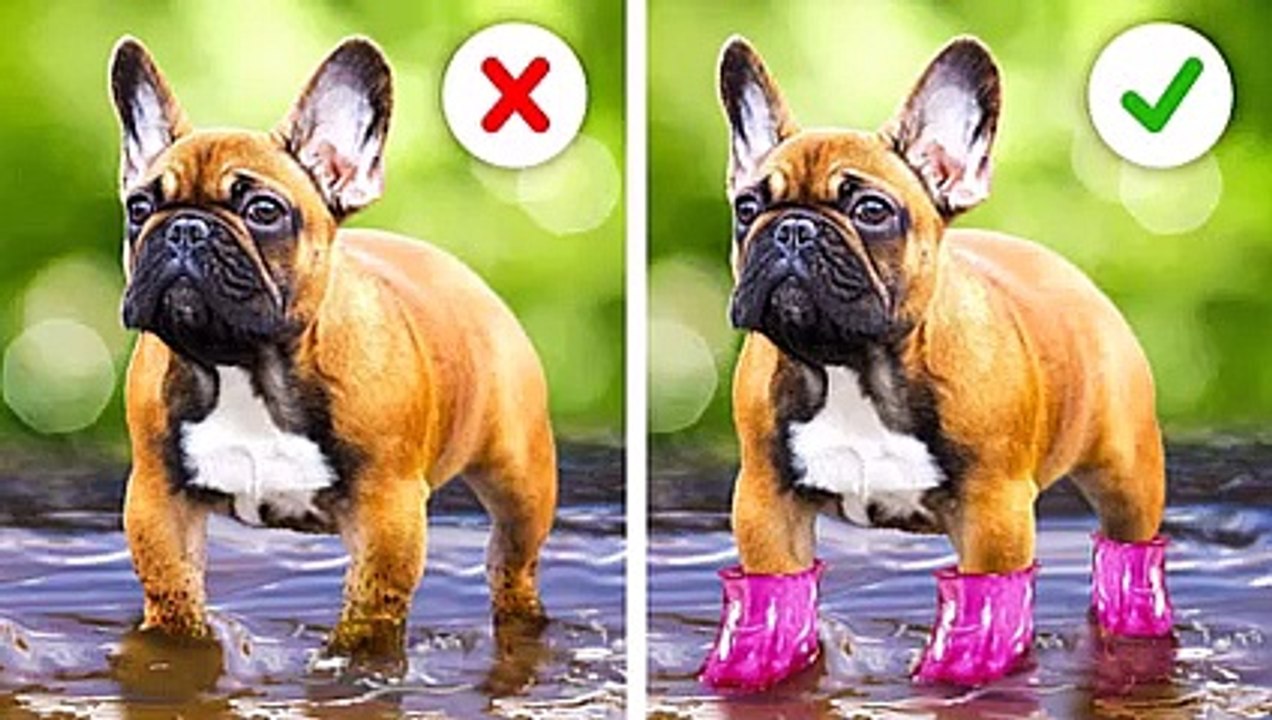 CUTEST GADGETS AND SMART HACKS FOR YOUR PETS