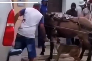 No sertão da PB, jumento sofre ataque violento de pitbull enquanto pessoas tentam conter o cão