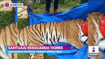 Resguardan en Querétaro a tigres rescatados del santuario Black Jaguar-White Tiger