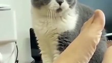 Funny animal videos 2022  - funniest Cats videos 