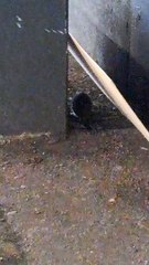 Prolifération de rats à Grenoble