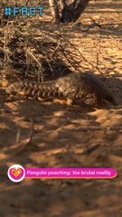 Pangolin poaching the brutal reality #Shorts