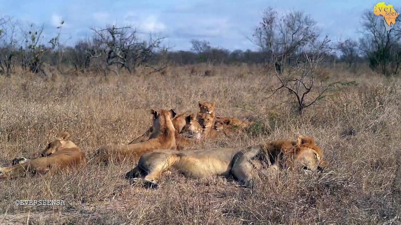RED MALE LION with his pride _ FULL VIDEO