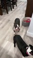 Boston Terrier Is Down With the Sickness