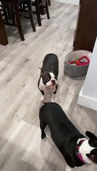 Boston Terrier Is Down With the Sickness