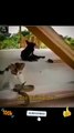 Cat Vs Snake Animals Fight Videos _ Amazing Animals Attack Videos #shorts #animals #viral #video