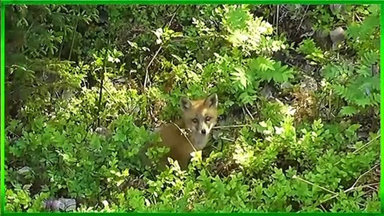 Animal vedio