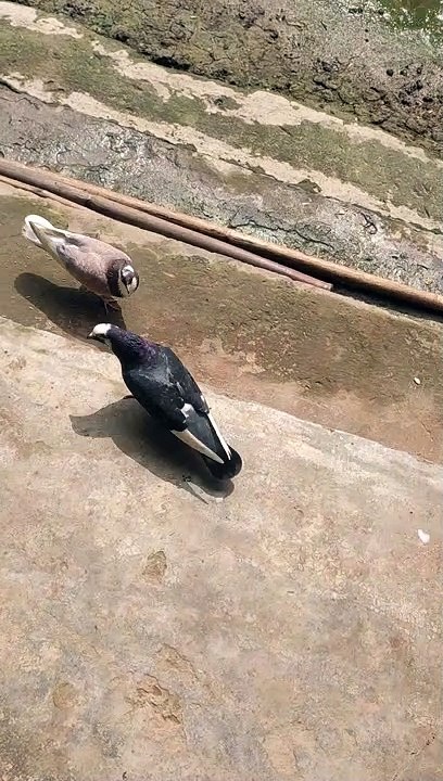 Birds juddo 