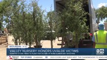 Arizona nursery donates one oak tree for each Uvalde victim