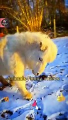 So Cute Little Horse The Ice  City Is Moving Around _ Cute Animals Videos #shorts #animals #viral