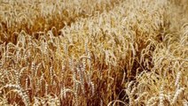 Milli Savunma Bakanlığı tahıl sevkiyatının planlandığı gibi devam ettiğini açıkladı