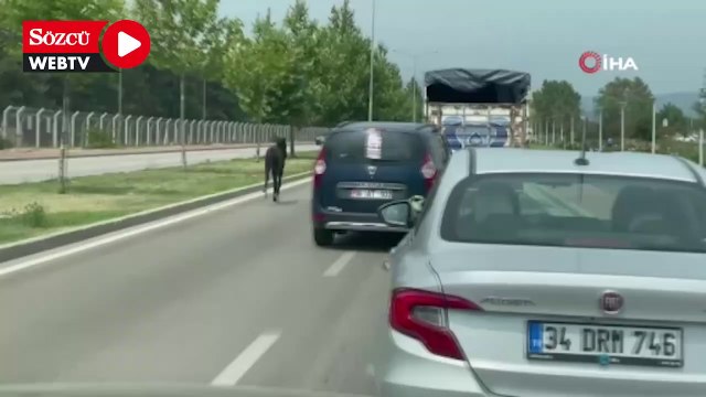 Bursa'da başıboş at trafiği alt üst etti