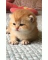 Awesome So Cute Cat ! Cute and funny cat videos to keep you smiling! 