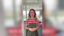 Attention aux algues bleues !
