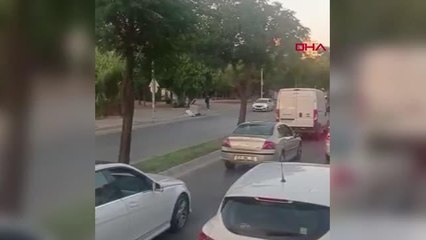 DOMUZ SÜRÜSÜNE OTOMOBİL ÇARPTI