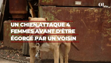 Un molosse attaque 4 jeunes femmes dans un appartement avant d'être égorgé par un voisin