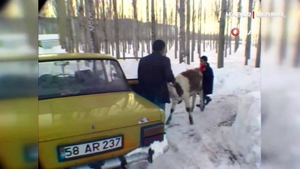 Bunalıma giren danasını arabayla gezdirdi ''morali bozuk ama idare edecek''
