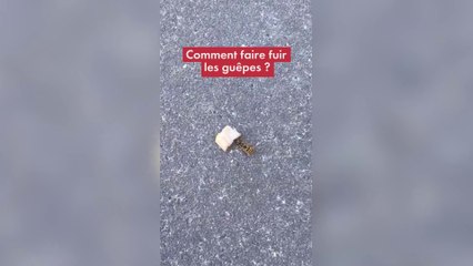 Comment faire fuir les guêpes ?
