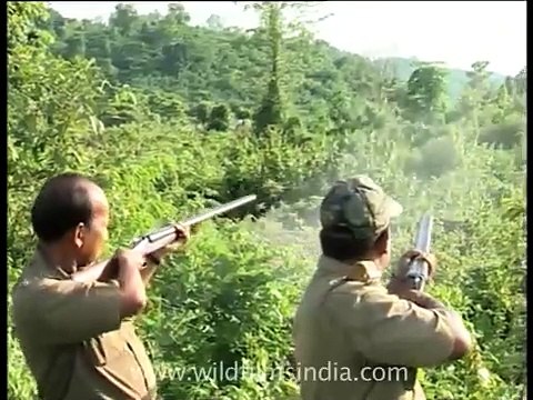 Chasing away elephants with gun shots