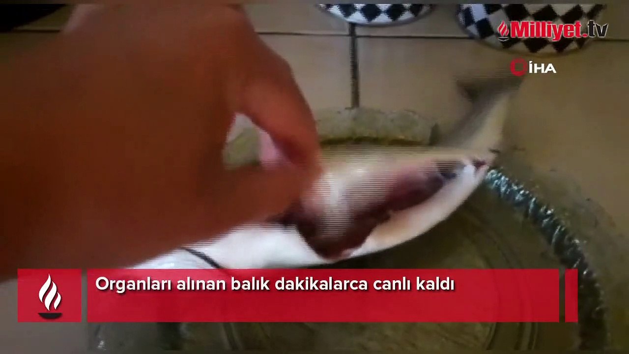 Pişirmek için balığın içini açtı, dehşete düştü! Çığlıklarına koştular