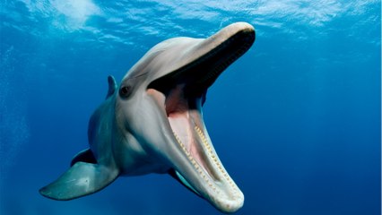 This angry dolphin keeps biting swimmers, proving these marine mammals aren't always friendly