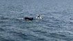 La grande famiglia di delfini nuota davanti a Viareggio