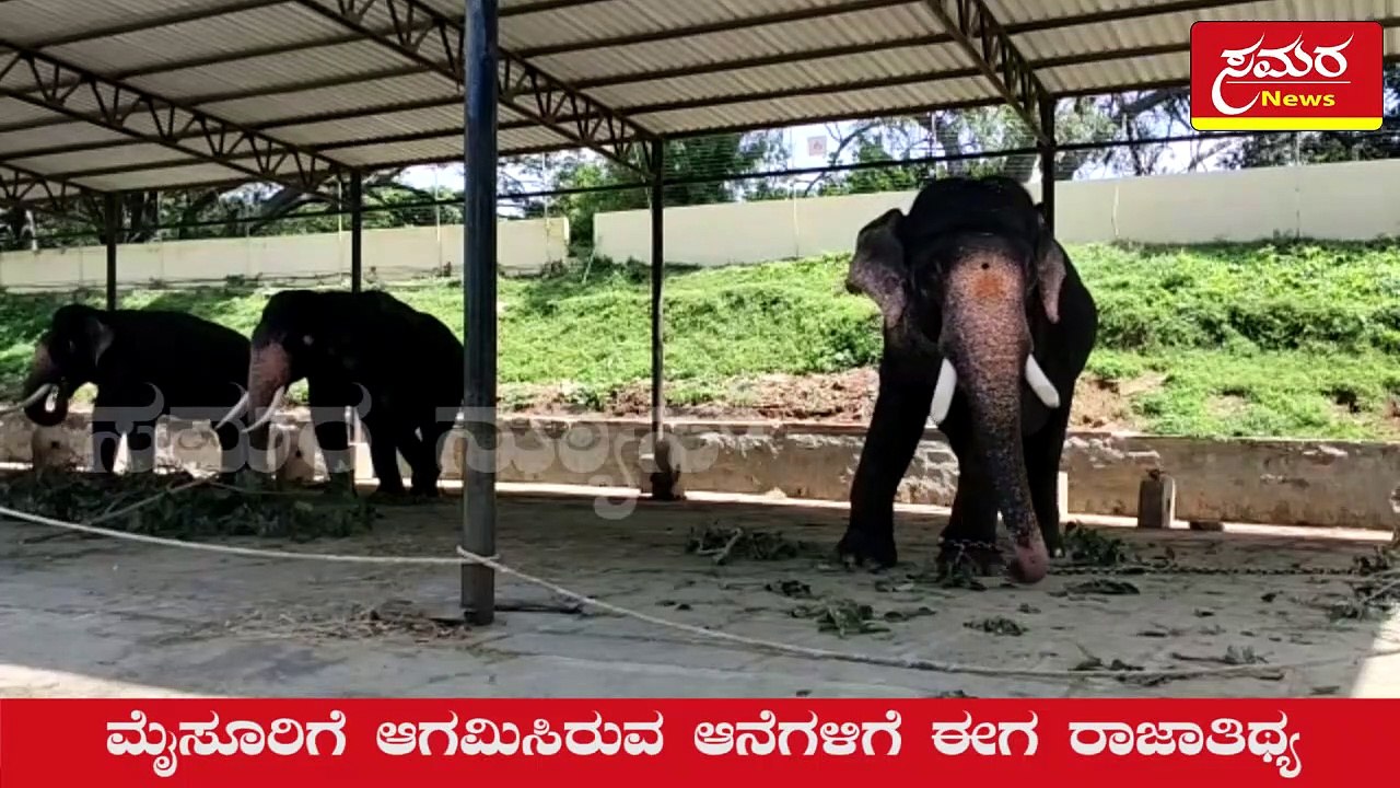 mysore| aramane| Elephant| ಮೈಸೂರಿಗೆ ಆಗಮಿಸಿರುವ ಆನೆಗಳಿಗೆ ರಾಜಾತಿಥ್ಯ| Samara news