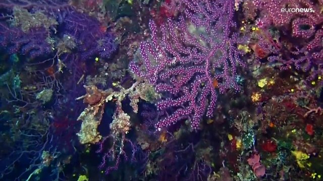 Allarme degli scienziati: L'acqua è sempre più calda, A rischio diverse specie marine