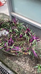 Water the flowers #忠駝論壇  #上推薦 #上热门 #夏日雲端音樂節 #fyp #fypシ #foryou #foryoupage @XO Team