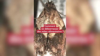 Mites alimentaires : comment s'en débarrasser