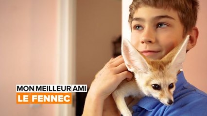 Mon meilleur ami : le fennec