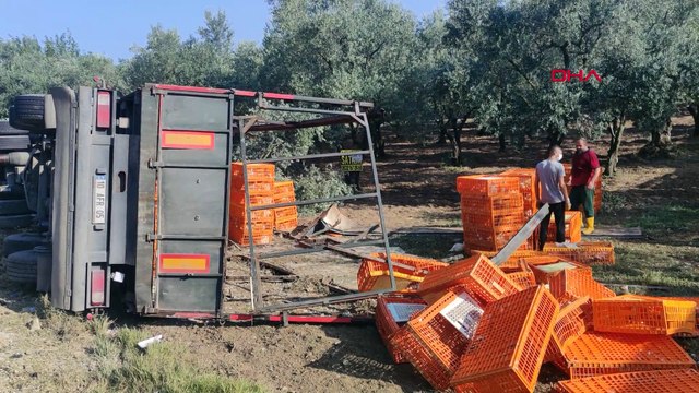 Tavuk fiyatları etkilenecek mi? Bursa'da binlerce tavuk telef oldu