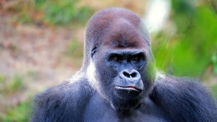 Gorilla Mating Mountain Gorilla planet Earth