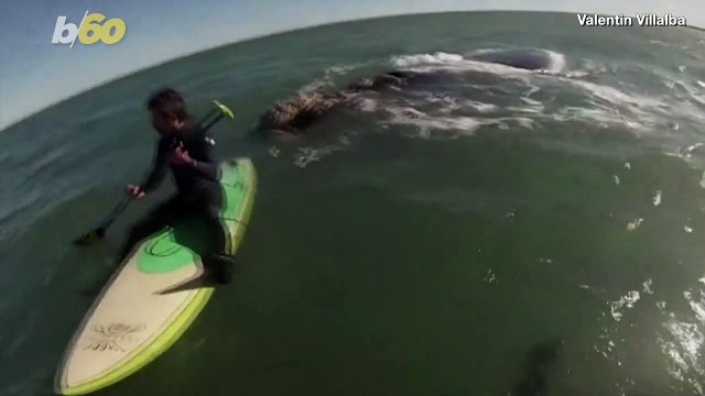 Whale Watching? These Whales Went People Watching