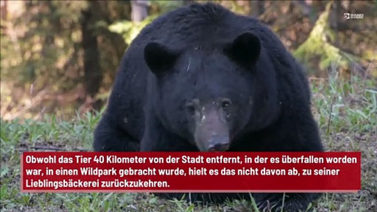 Diebischer Bär entkommt aus dem Tierpark, um Kekse aus seiner Lieblingsbäckerei zu klauen