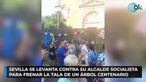 Sevilla se levanta contra su alcalde socialista para frenar la tala de un árbol centenario