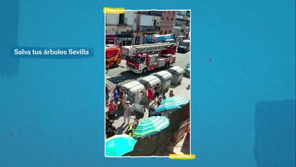 La protesta vecinal contra la tala del ficus en Sevilla