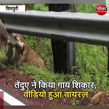 शिवपुरी : तेंदुए ने किया गाय का शिकार, वीडियो हुआ वायरल