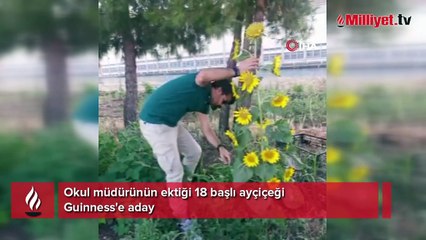 Okul müdürünün ektiği 18 başlı ayçiçeği Guinness'e aday